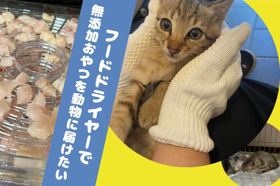 🐾 SDGsの一環として取り組む動物保護